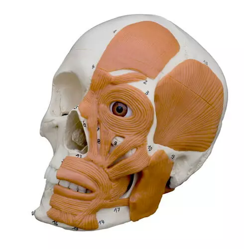  Anatomie-Schädel mit Gesichtsmuskulatur