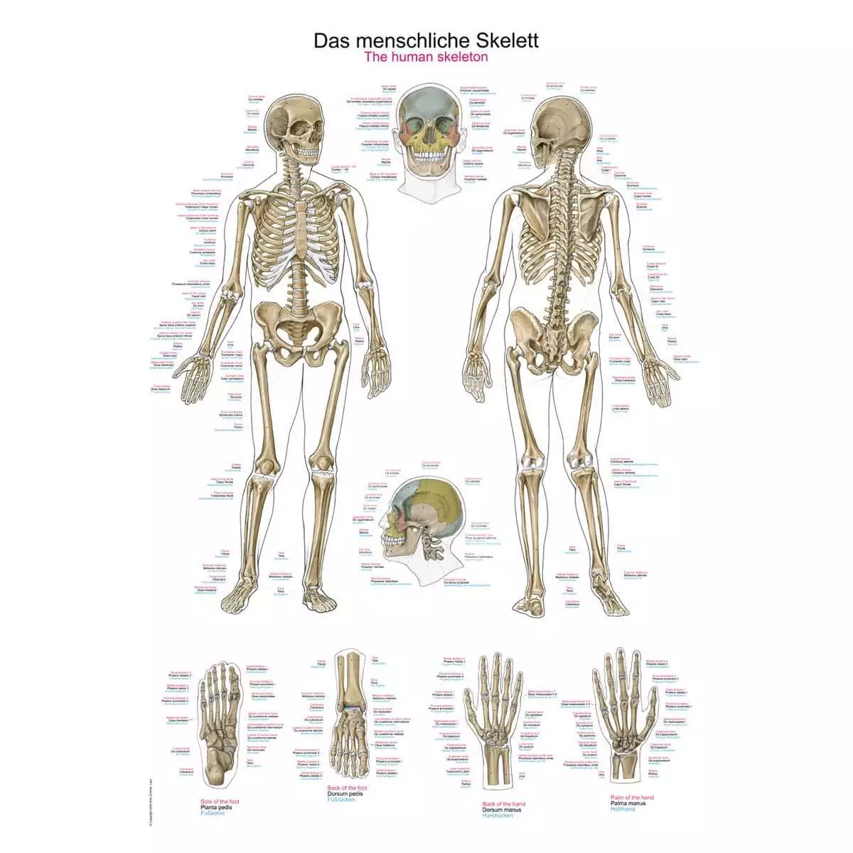  Lehrtafel – Das menschliche Skelett