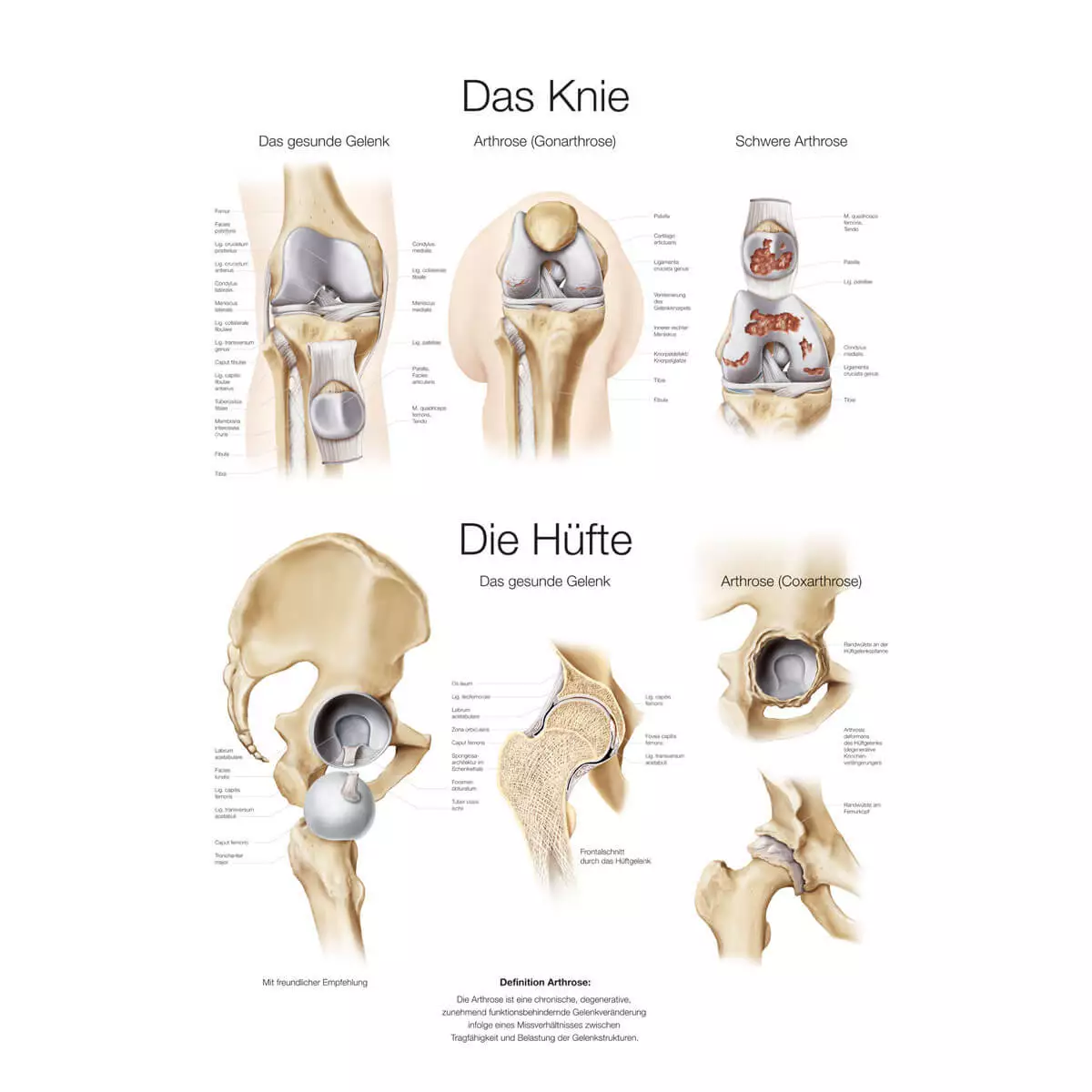  Lehrtafel – Das Knie / Die Hüfte
