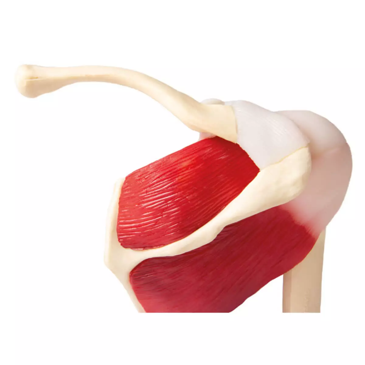  Modell Schultergelenk mit Muskulatur für EZ Augmented Anatomy Lern App