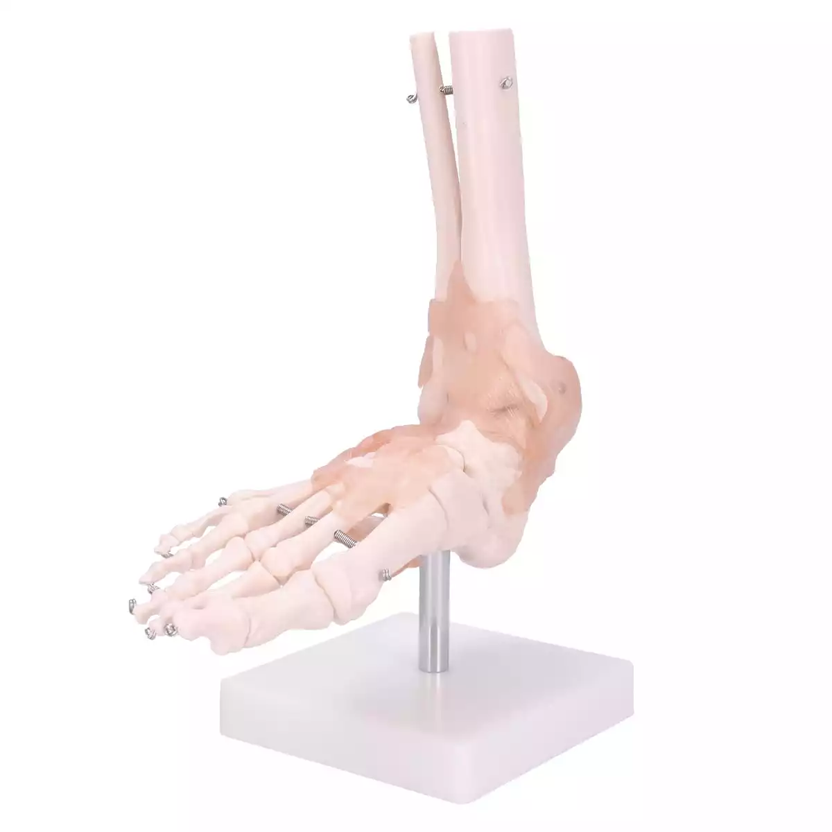  Modell Anatomisches Fuß-Skelett