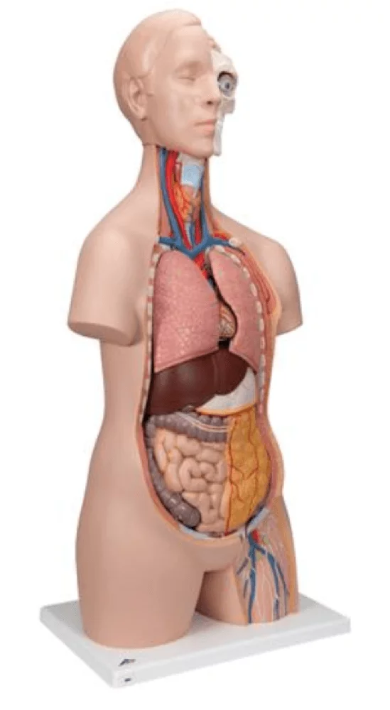  Modell Standard-Torso