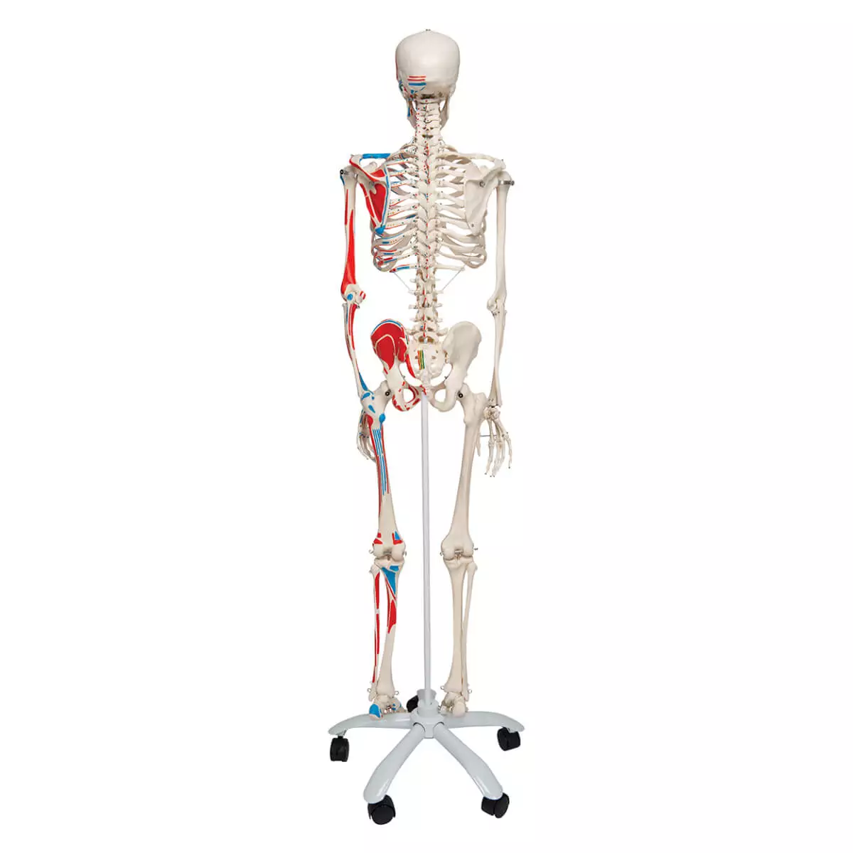  Muskel-Skelett Max