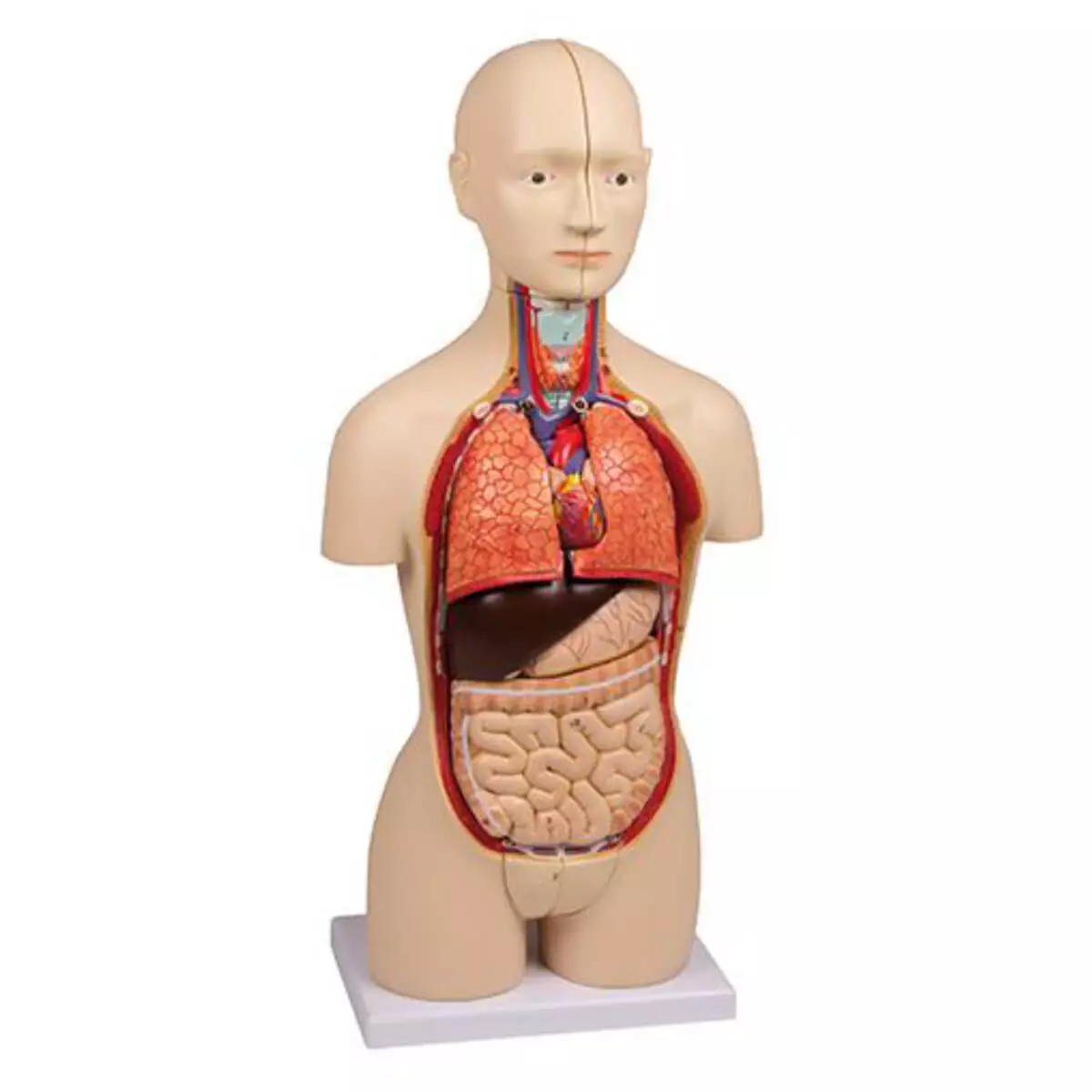  Modell Miniaturtorso