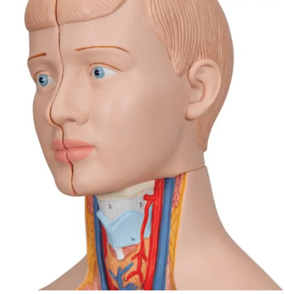  Modell Mini-Torso