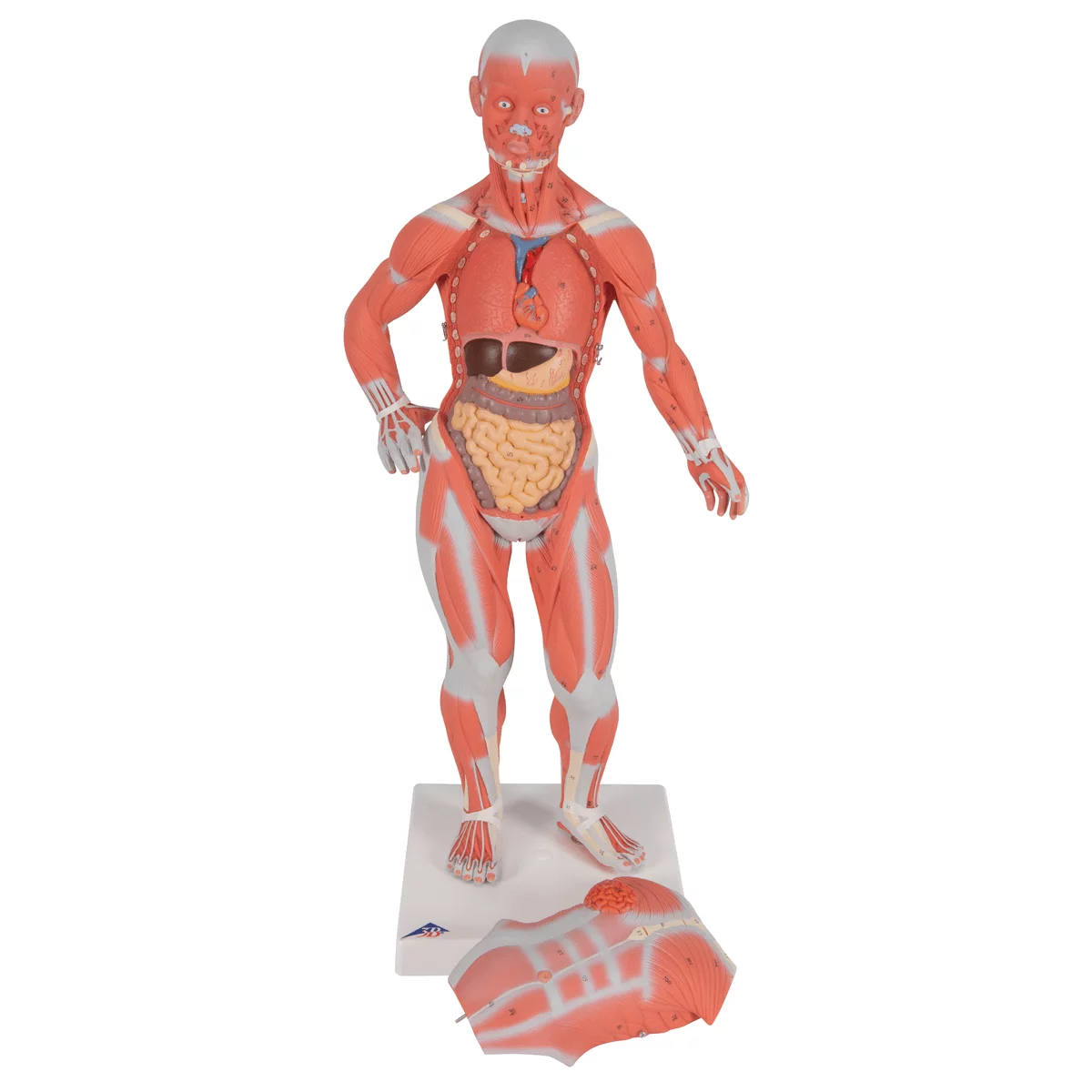  Modell Muskelfigur