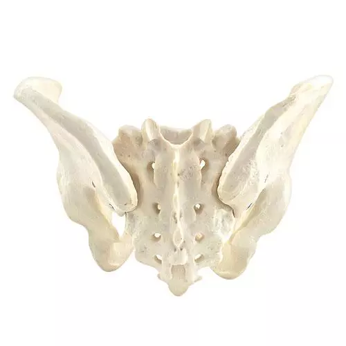  Modell Anatomisches Becken