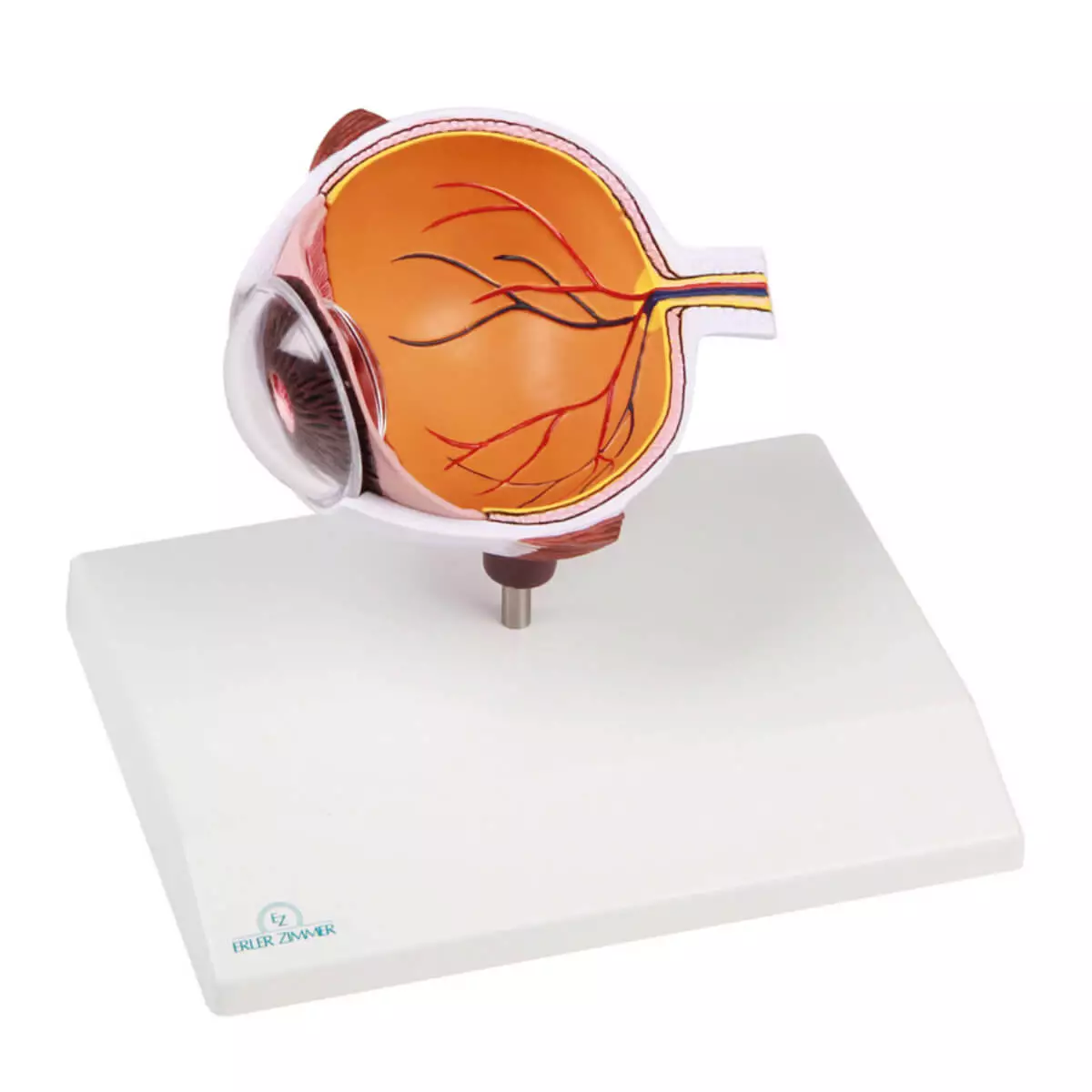  Augenhälfte vergrößert - EZ Augmented Anatomy