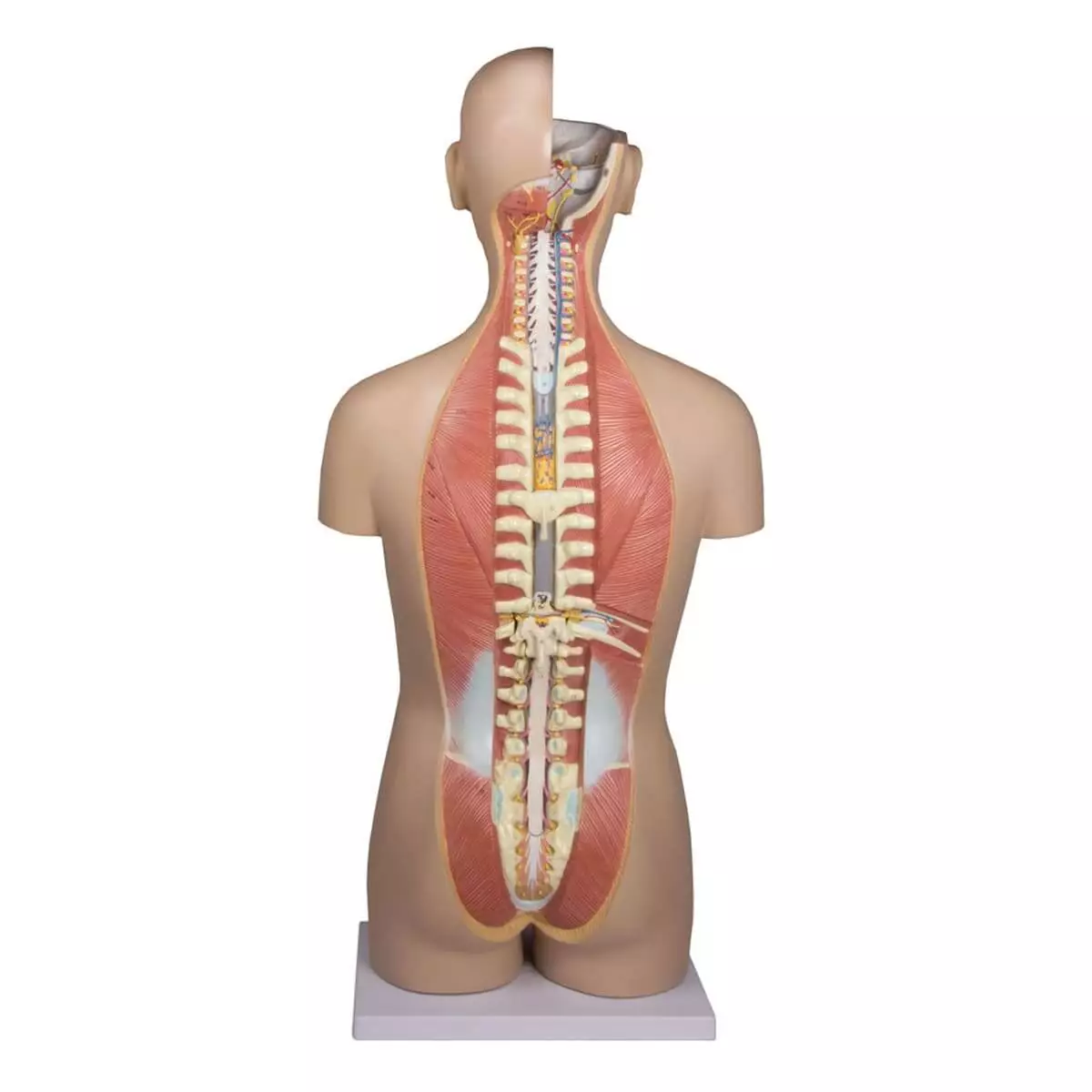  Torso Modell mit geöffnetem Rücken