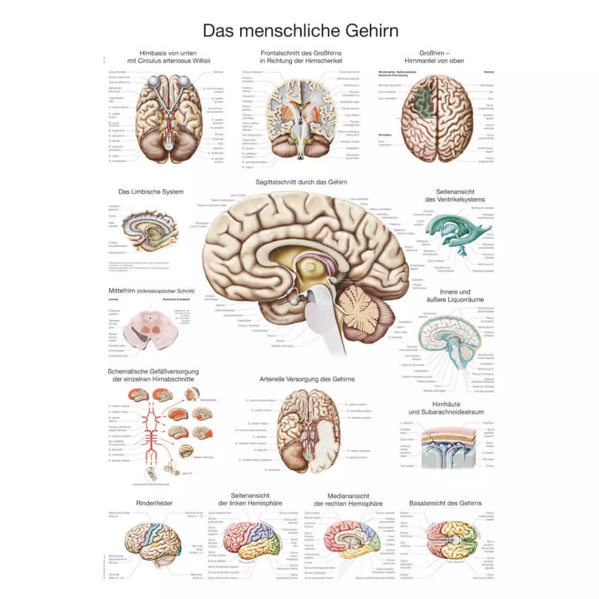  Lehrtafel – Das menschliche Gehirn