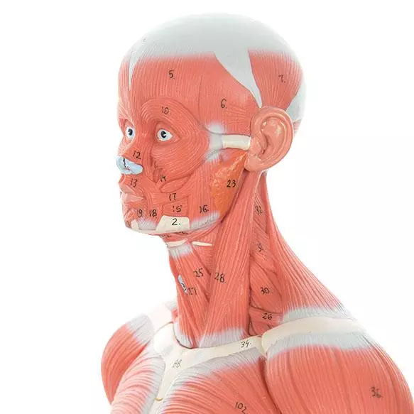  Modell Muskelfigur