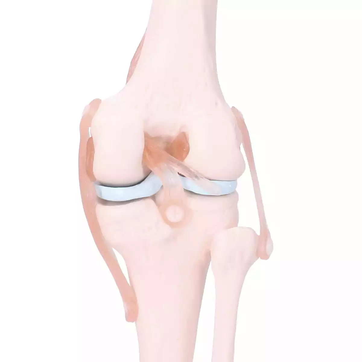  Anatomisches Kniegelenk-Modell