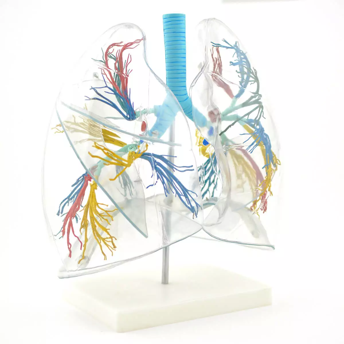  Transparentes Lungenmodell mit Bronchialbaum