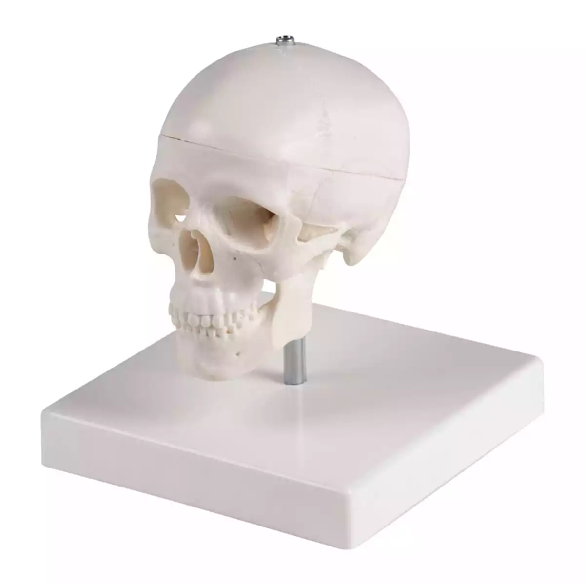  Miniatur Schädel mit Stativ