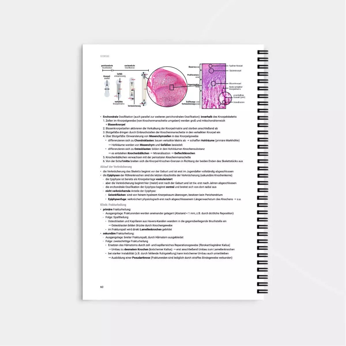  Histologie Lernskript