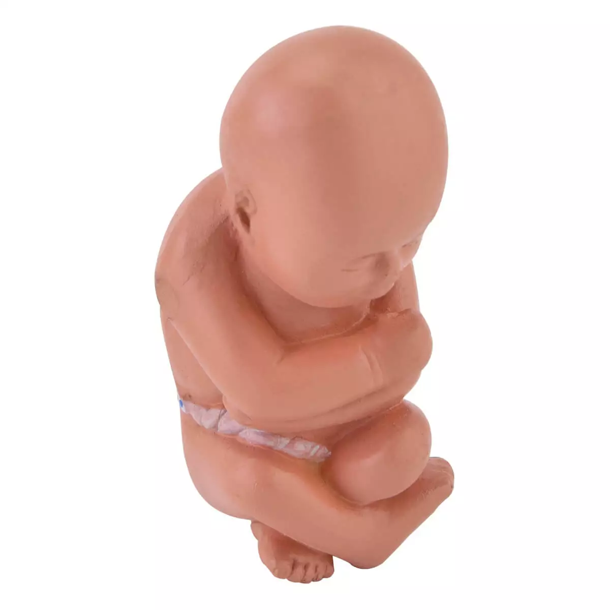  Miniatur-Modell Becken mit Fötus
