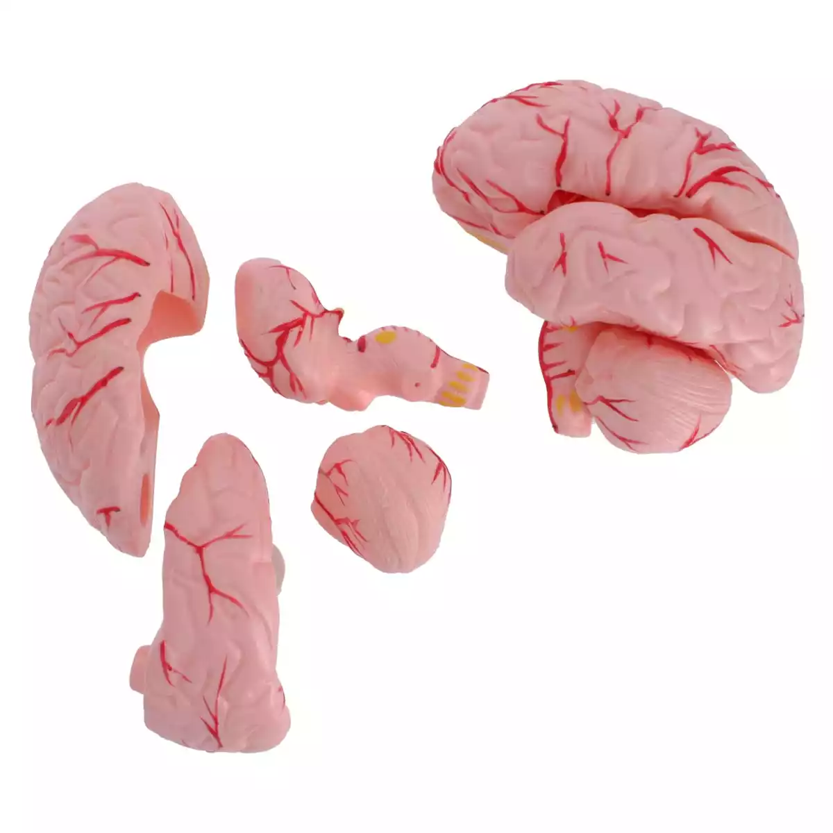  Anatomisches Kopfmodell mit Gehirn