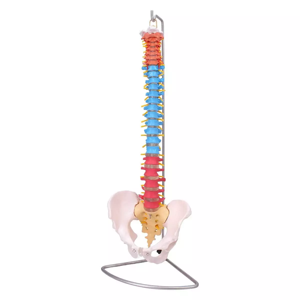  Modell Didaktische menschliche Wirbelsäule