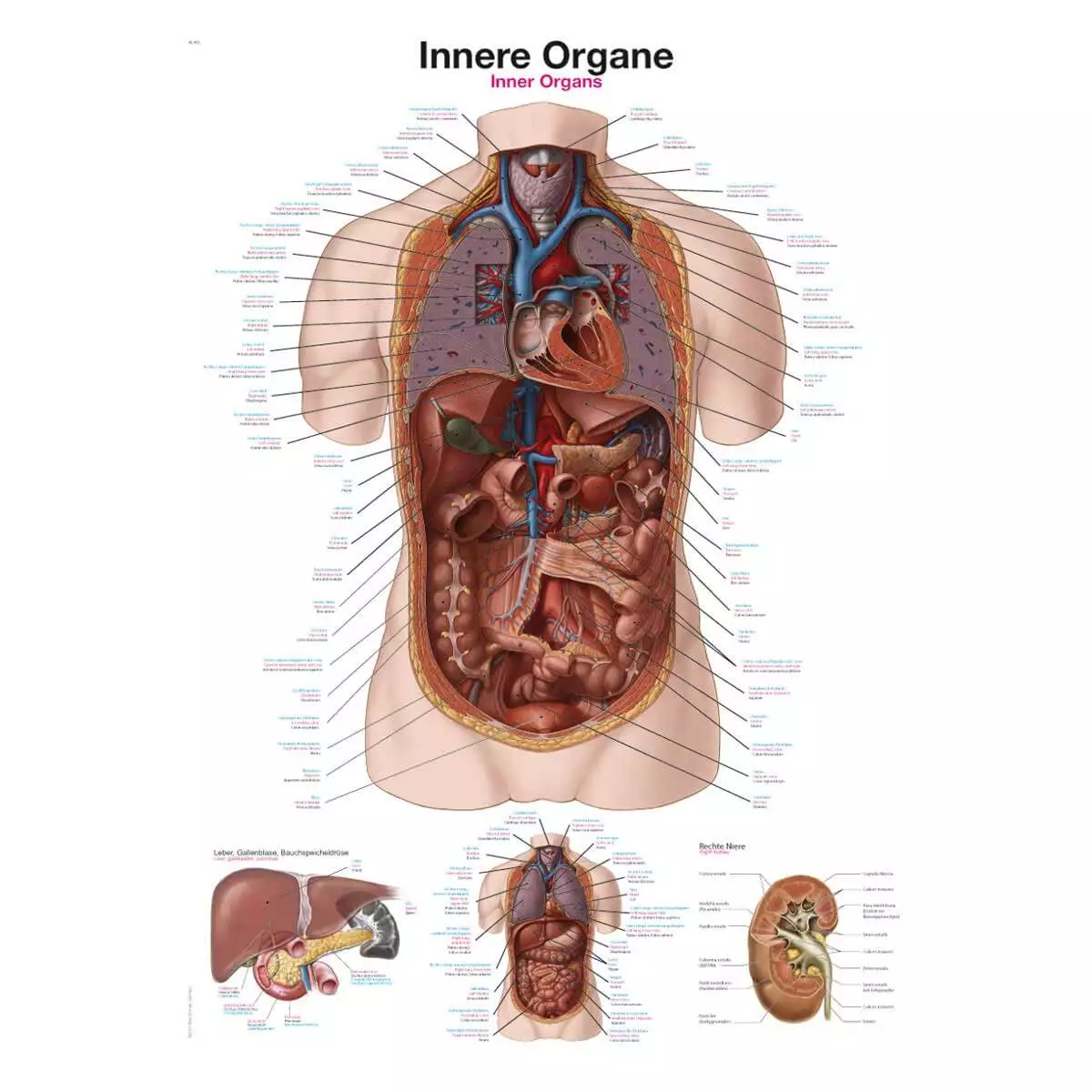  Lehrtafel – Innere Organe