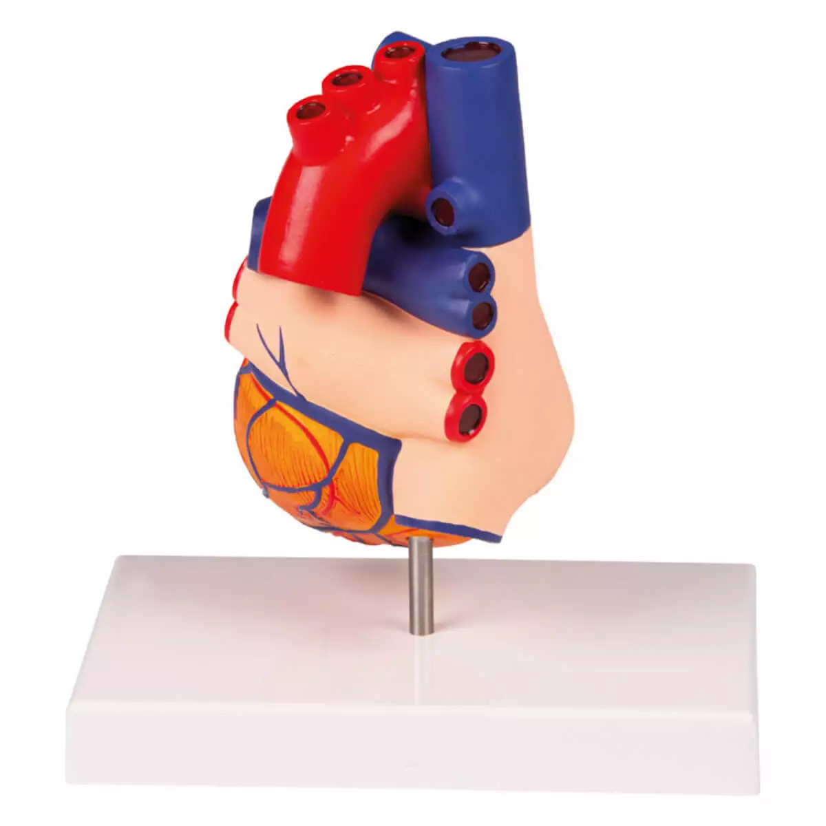  Modell Herz für EZ Augmented Anatomy Lern App