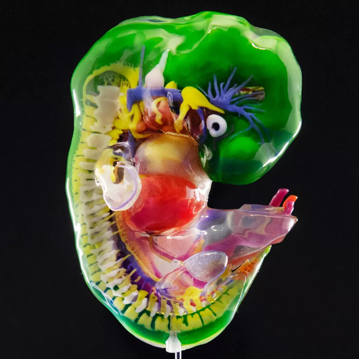  Embryomodelle der Carnegie-Stadien