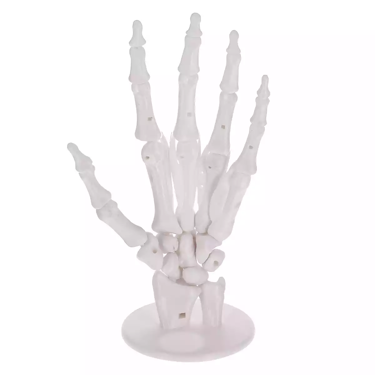  Anatomisches 3D-Puzzle der Hand "Manus"