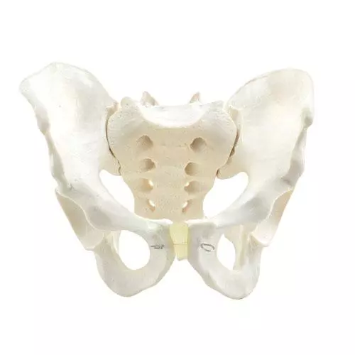  Modell Anatomisches Becken
