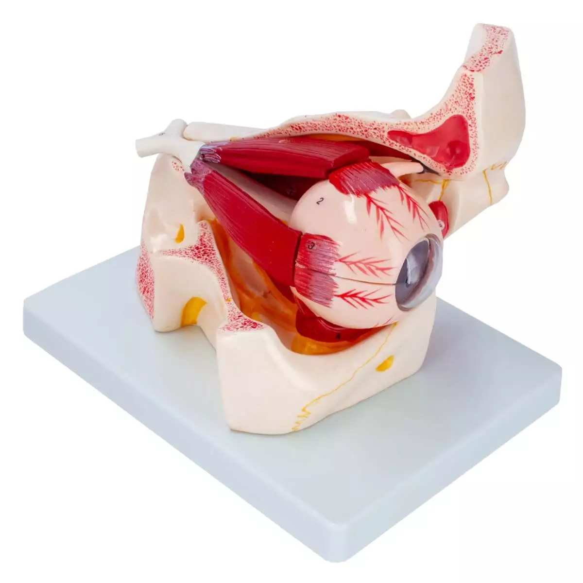 Anatomisches Modellauge