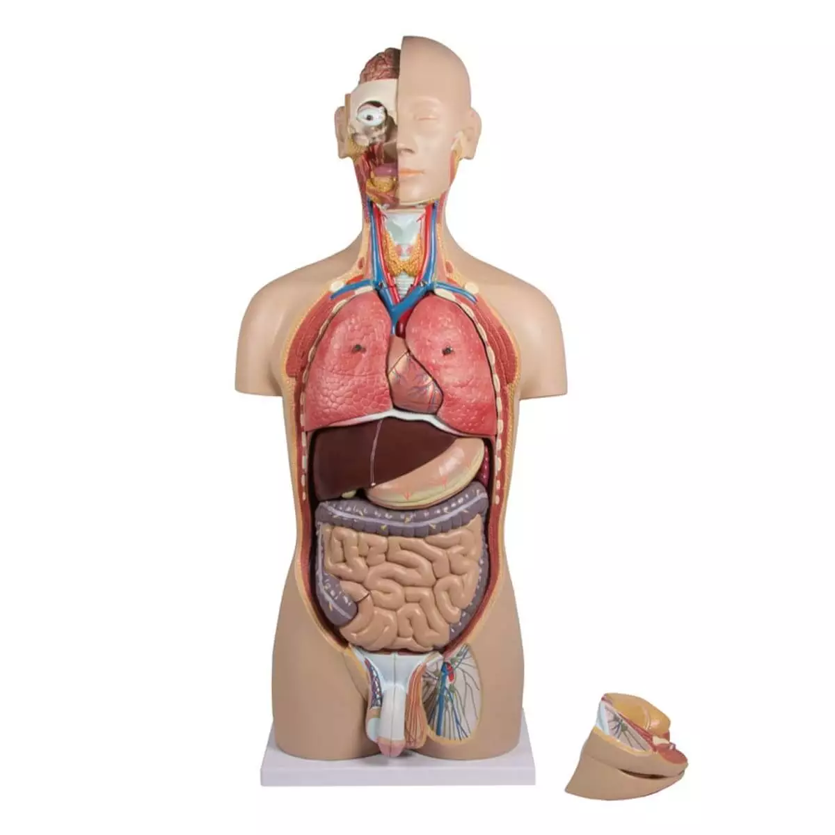  Torso Modell mit geöffnetem Rücken