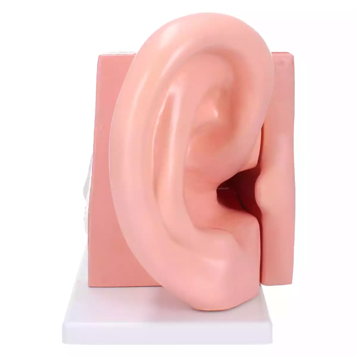  Anatomisches Ohr-Modell