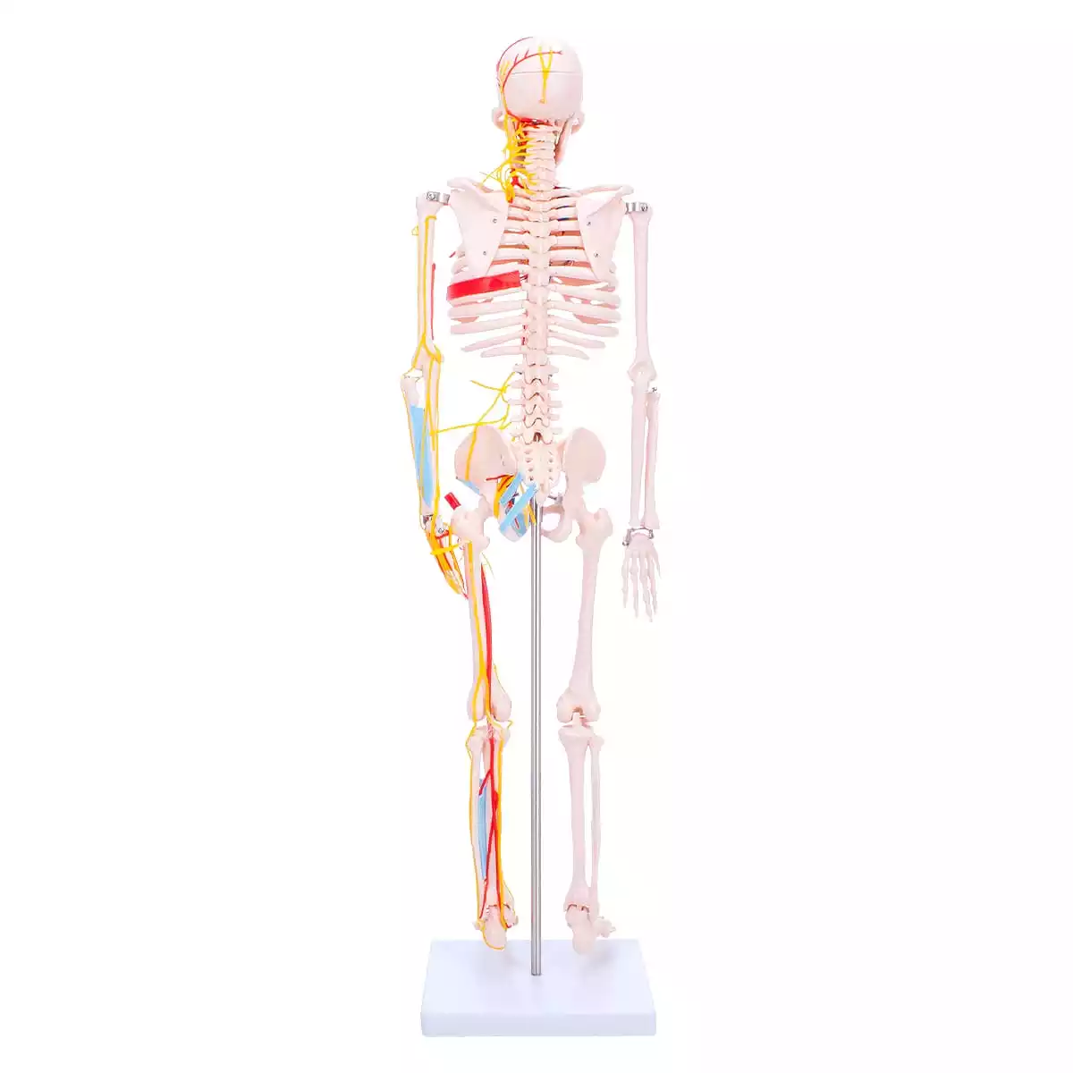  Anatomisches Skelett-Modell