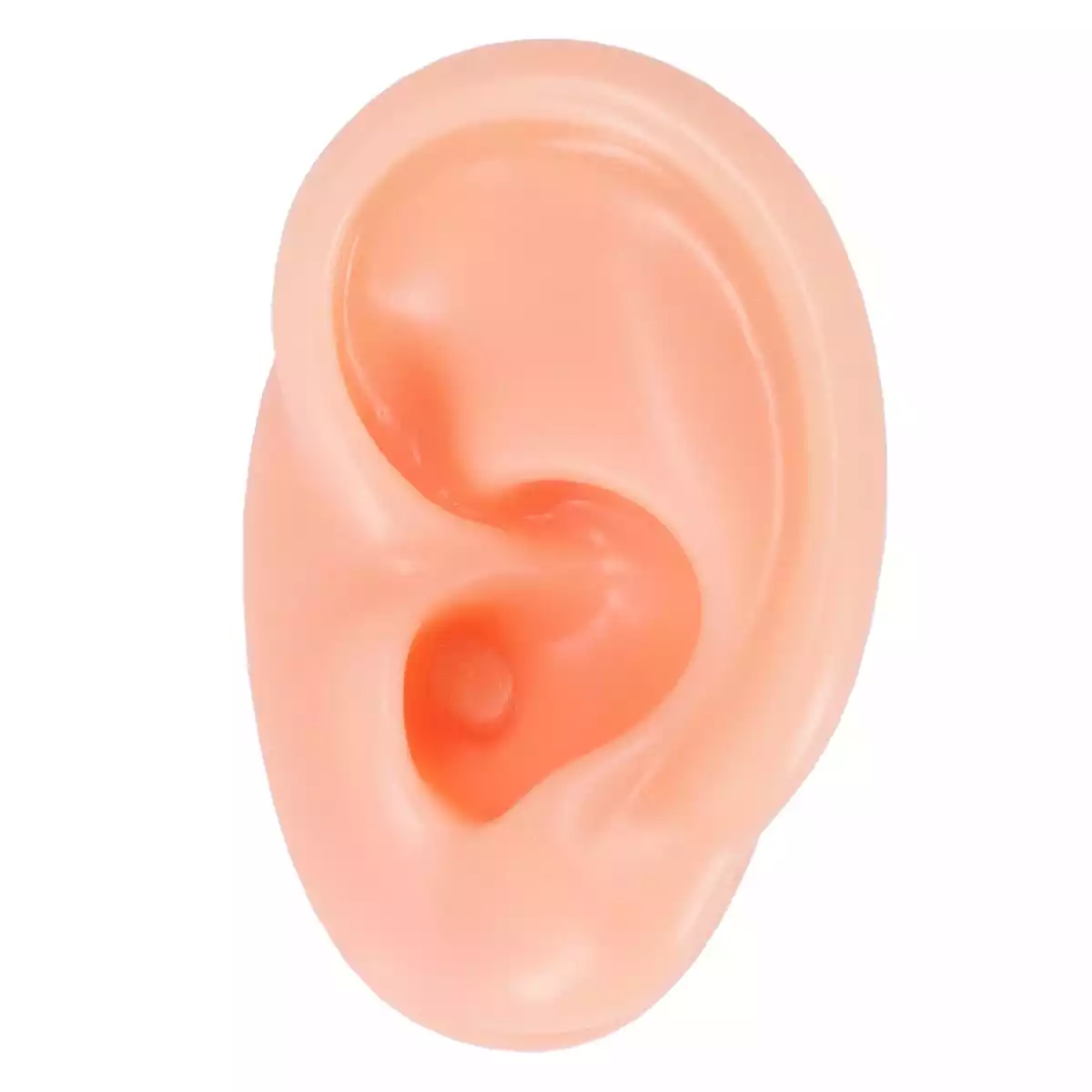 Akupunkturübungsohr  Akupunkturübungsohr