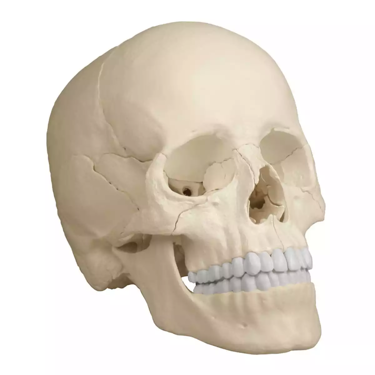  Osteopathie-Schädelmodell