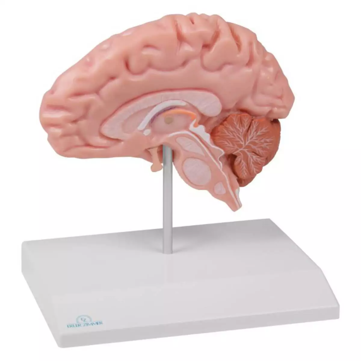  Modell anatomische Gehirnhälfte für EZ Augmented Anatomy Lern App
