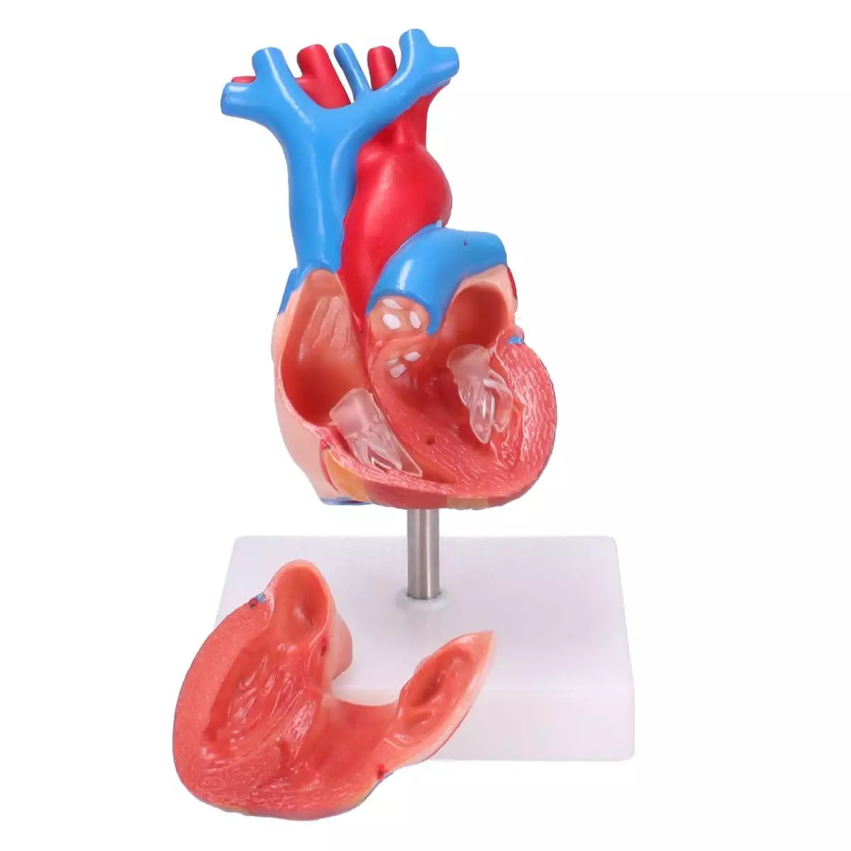  Anatomisches Herz-Modell