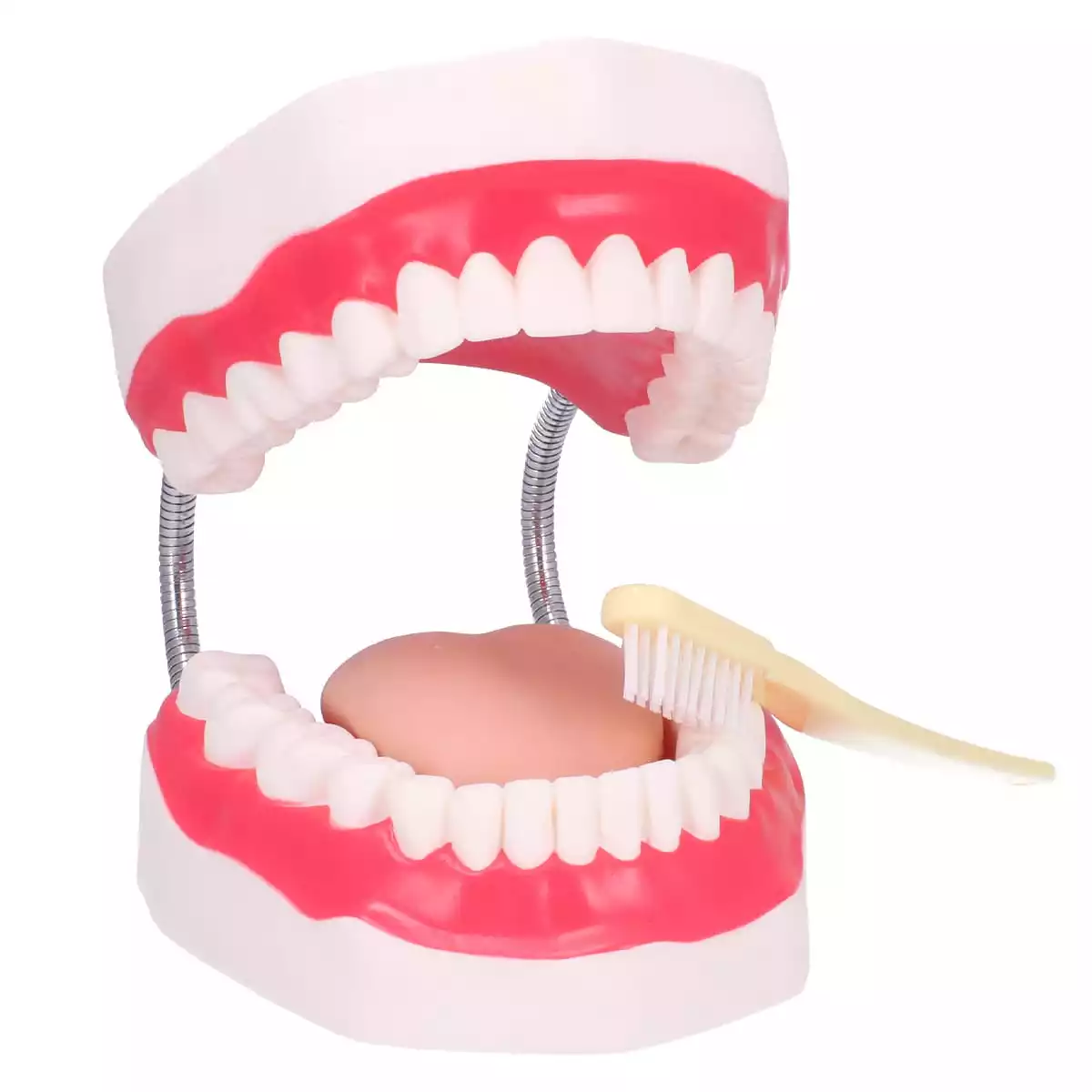  Zahnpflegemodell mit Zahnbürste