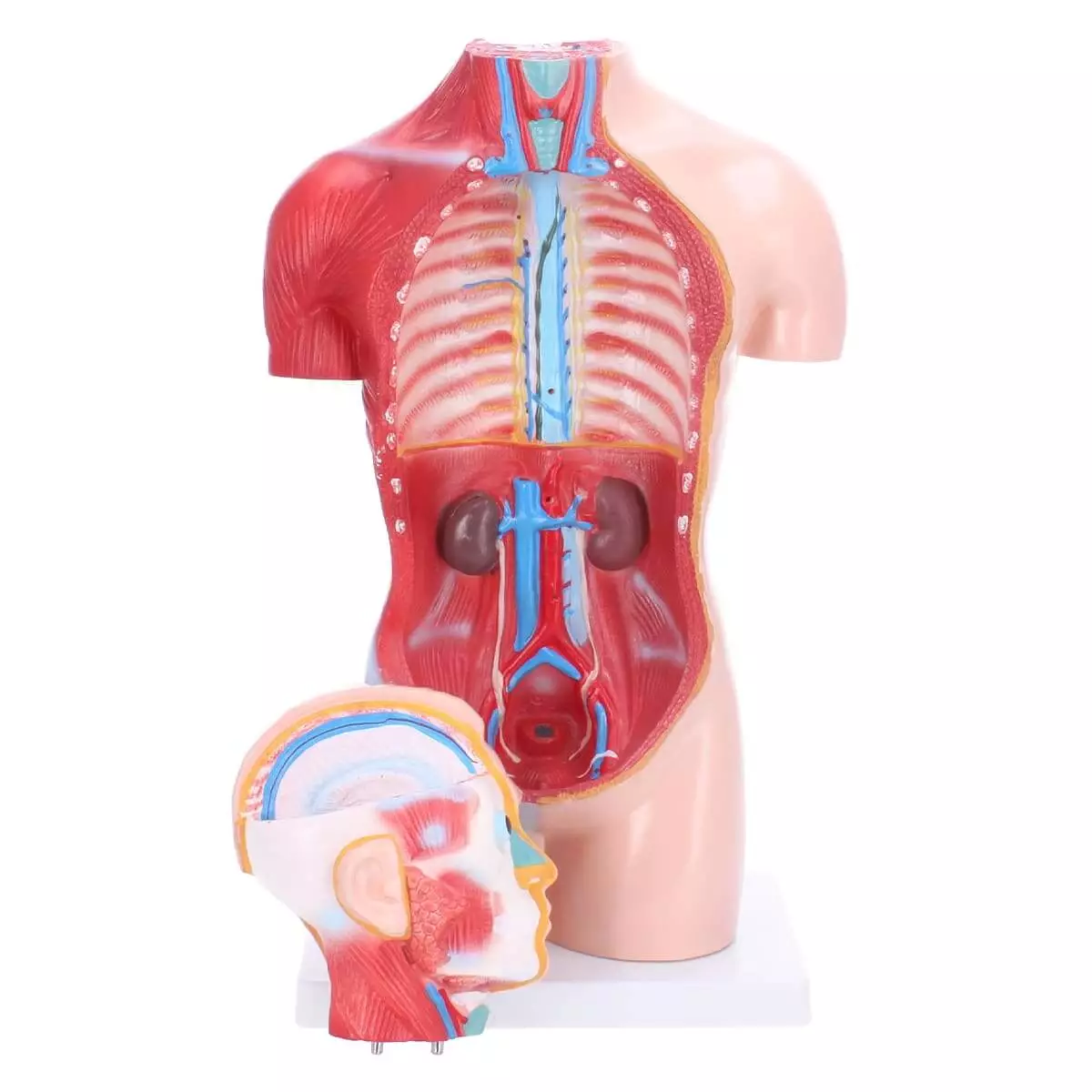  Torso-Modell