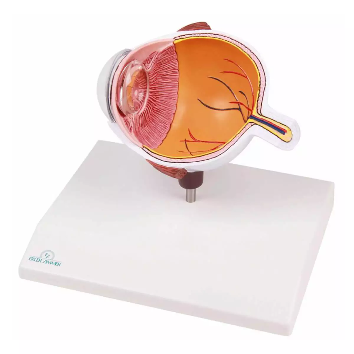  Augenhälfte vergrößert - EZ Augmented Anatomy