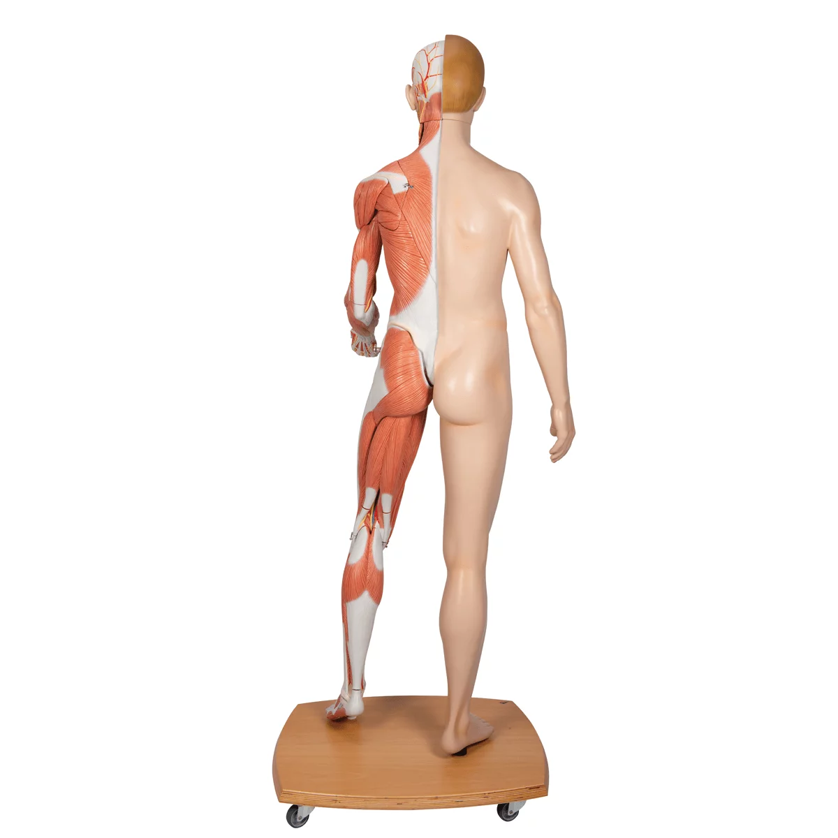  Modell Lebensgroße zweigeschlechtige Muskelfigur