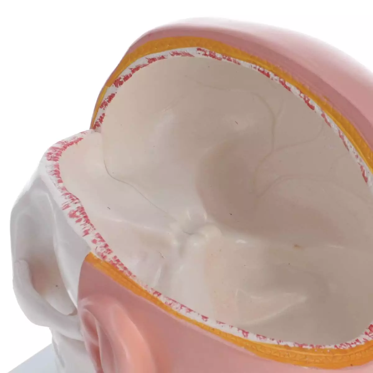 Anatomisches Kopfmodell mit Gehirn