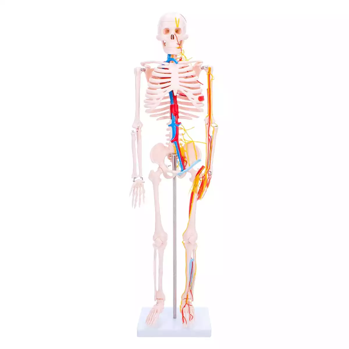  Anatomisches Skelett-Modell