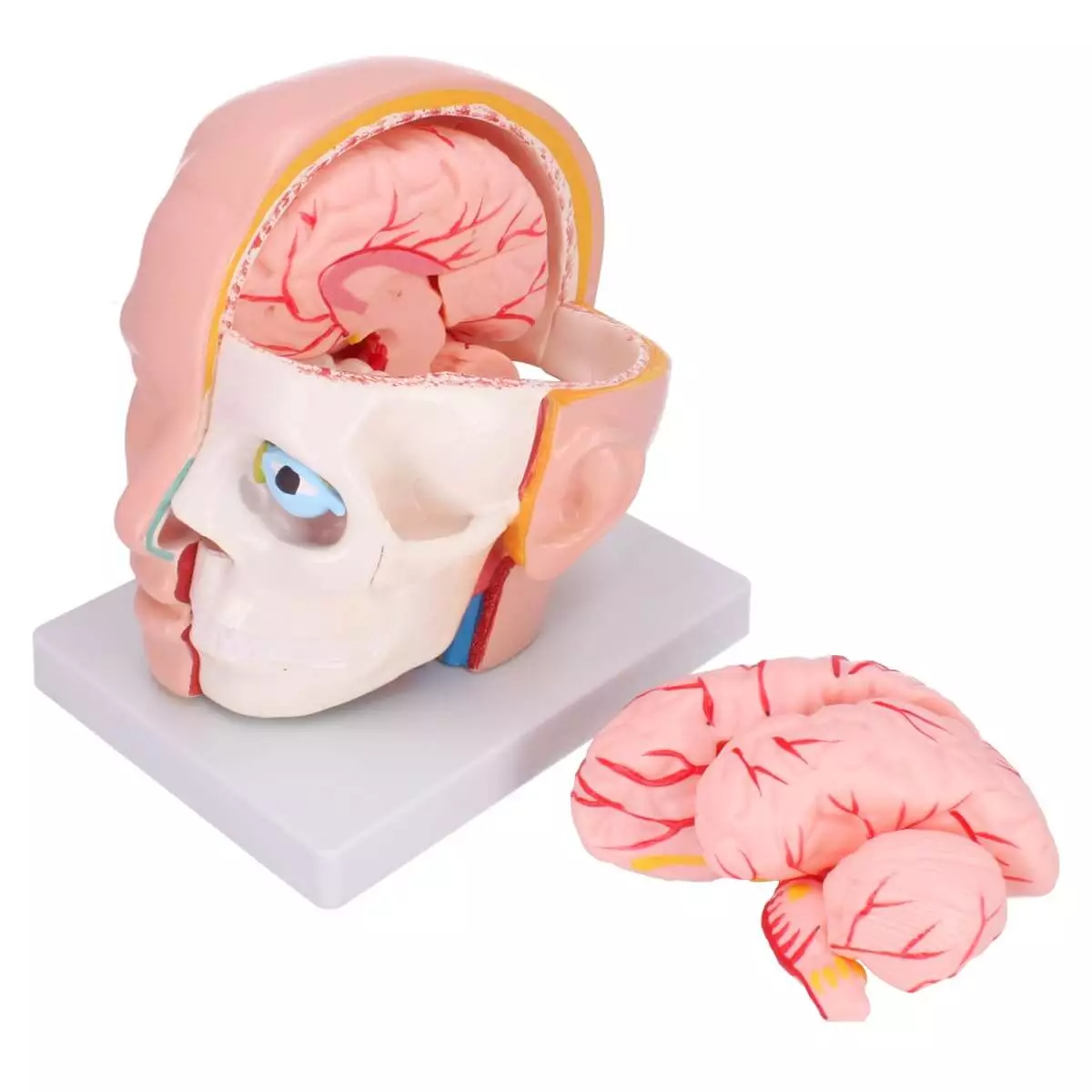  Anatomisches Kopfmodell mit Gehirn