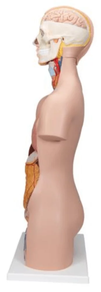  Modell Standard-Torso