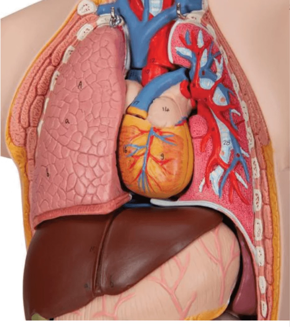  Modell Mini-Torso