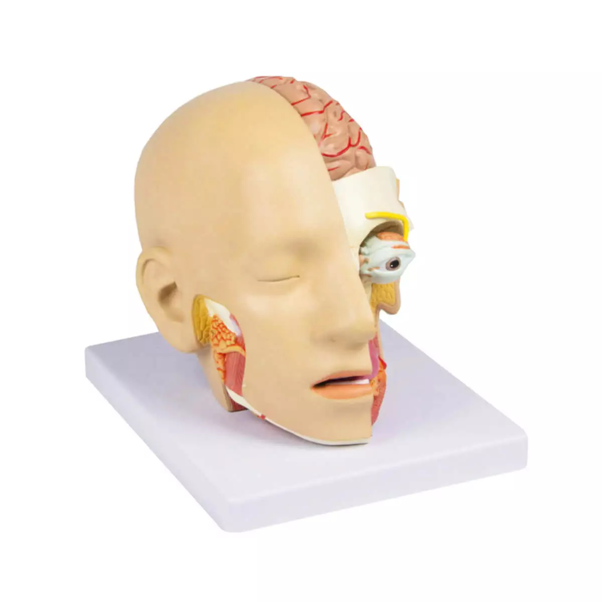  4-teiliges zerlegbares Kopfmodell mit Augmented Reality Funktion