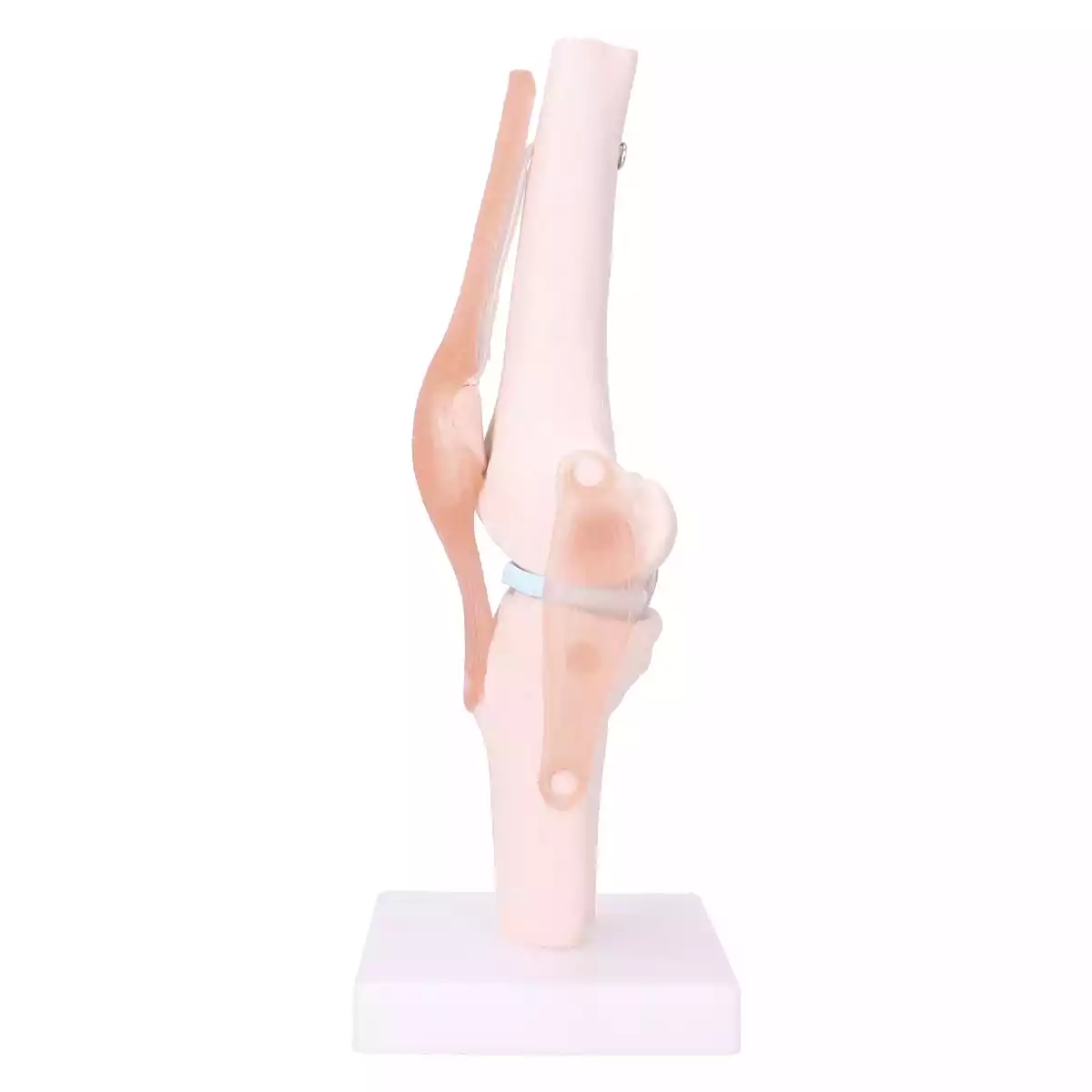  Anatomisches Kniegelenk-Modell