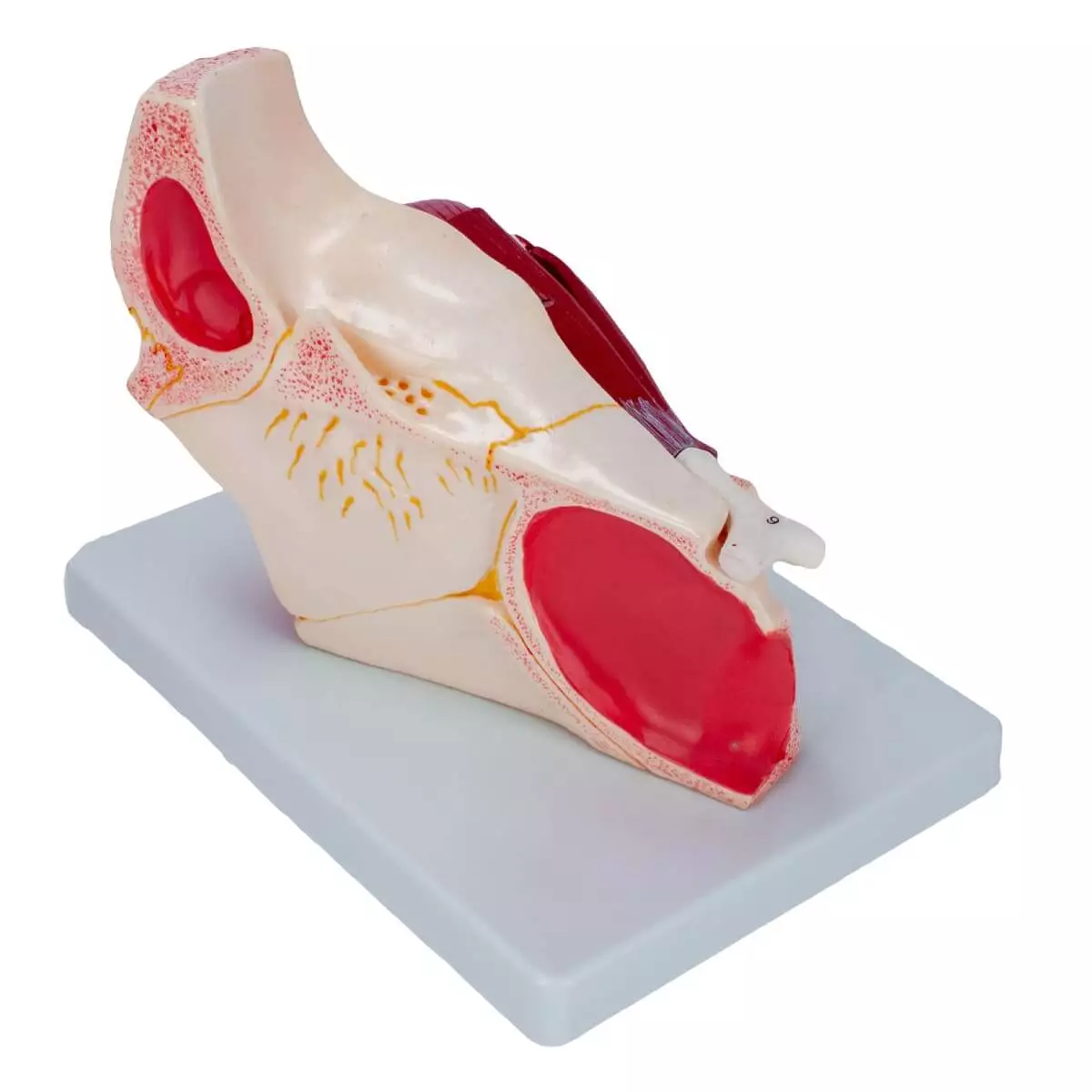  Anatomisches Modellauge