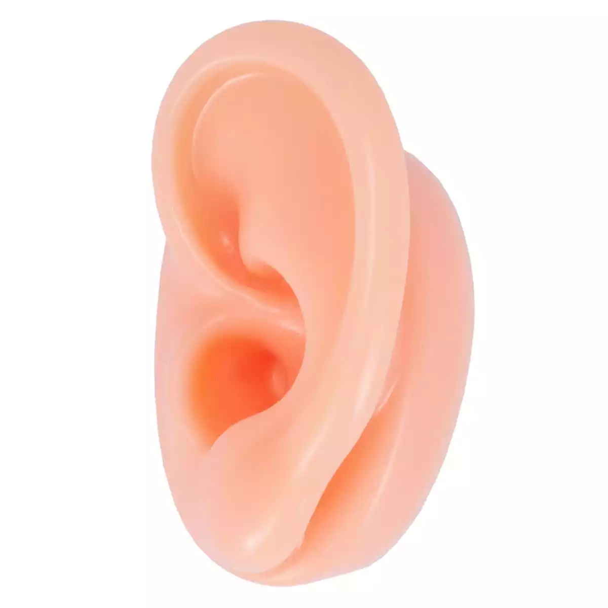 Akupunkturübungsohr  Akupunkturübungsohr