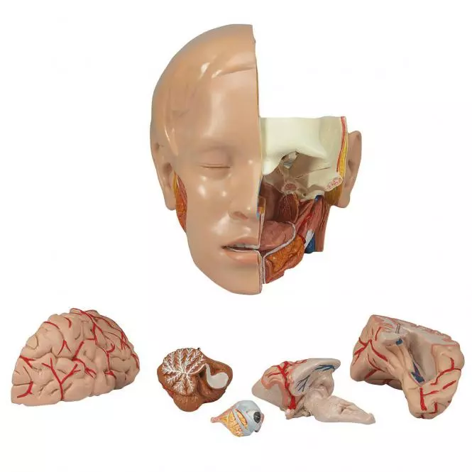  Modell Klassik-Torso mit geöffnetem Rücken