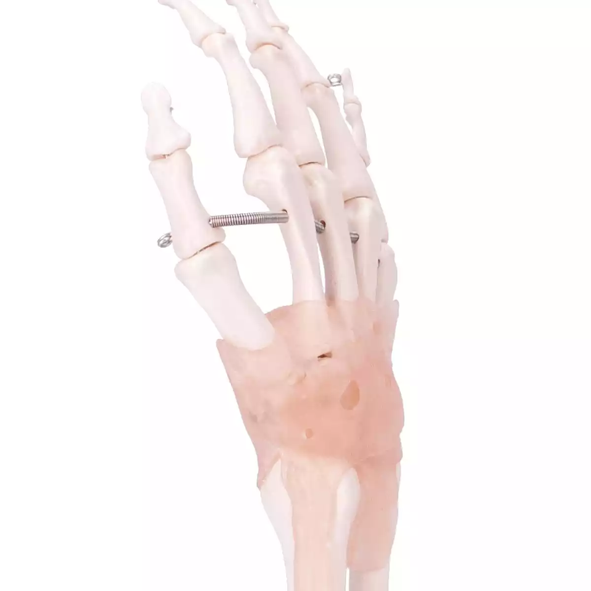  Modell Anatomisches Hand-Skelett
